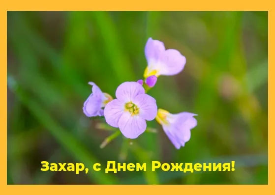 Открытка открытки с именем Захар - Открытка с фиалками: С днем рождения! | Красивая открытка #73