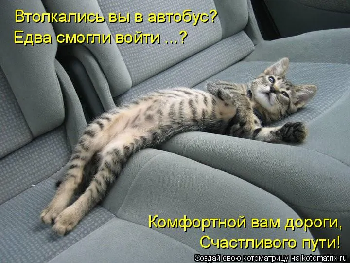 Открытка Счастливого пути - Кот спит в машине: смешная открытка с котиком | Красивая открытка #21
