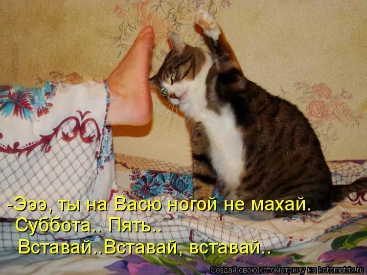 Открытка Открытки на субботу - Смешной котик на фоне сиреневой ткани - открытка | Красивая открытка #91