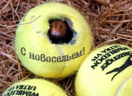 Открытка С новосельем - Открытка с мышонком: Новогоднее поздравление | Красивая открытка #72