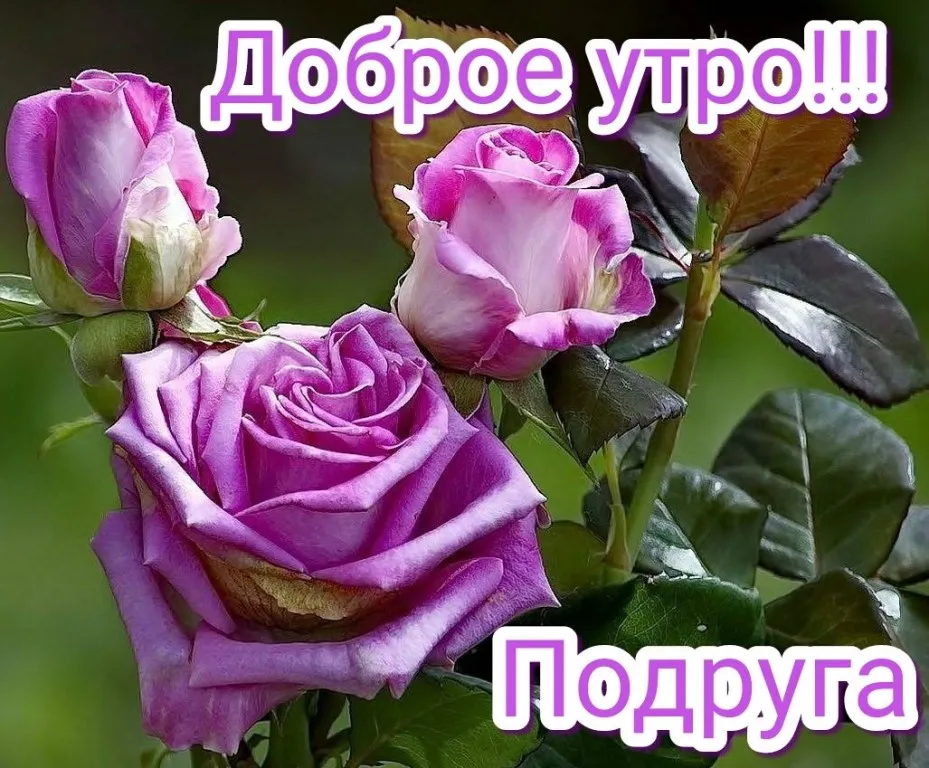 Открытка Открытки доброе утро подруга - Рубиновые розы: нежные бутоны для вас! | Красивая открытка #8