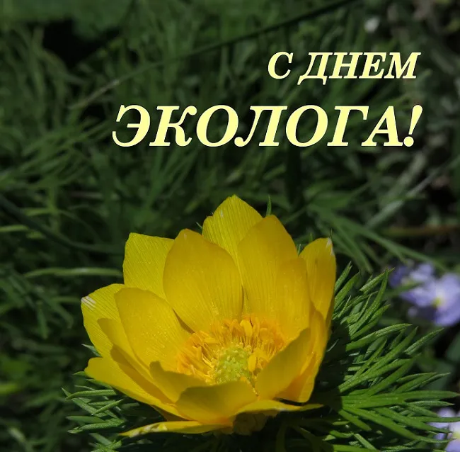 Открытка День эколога - Желтый цветок на зеленом фоне. Открытка | Красивая открытка #53