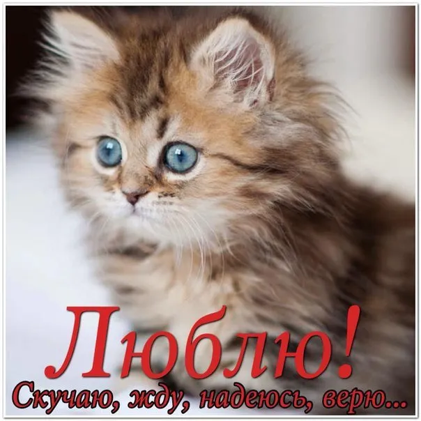 Открытка Скучаю - Открытка с котенком: милый подарок | Красивая открытка #115