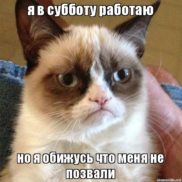 Открытка Открытки на субботу - Сердитый кот: смешная открытка с котиком | Красивая открытка #151