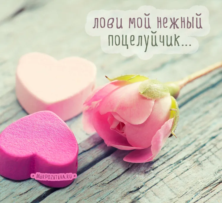 Открытка С поцелуями - Розовый бутон розы и сердечко на дереве | Красивая открытка #40