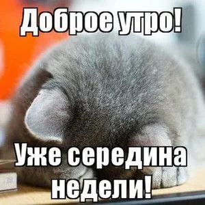 Открытка Среда - Серый кот спит на весах: смешная открытка | Красивая открытка #5