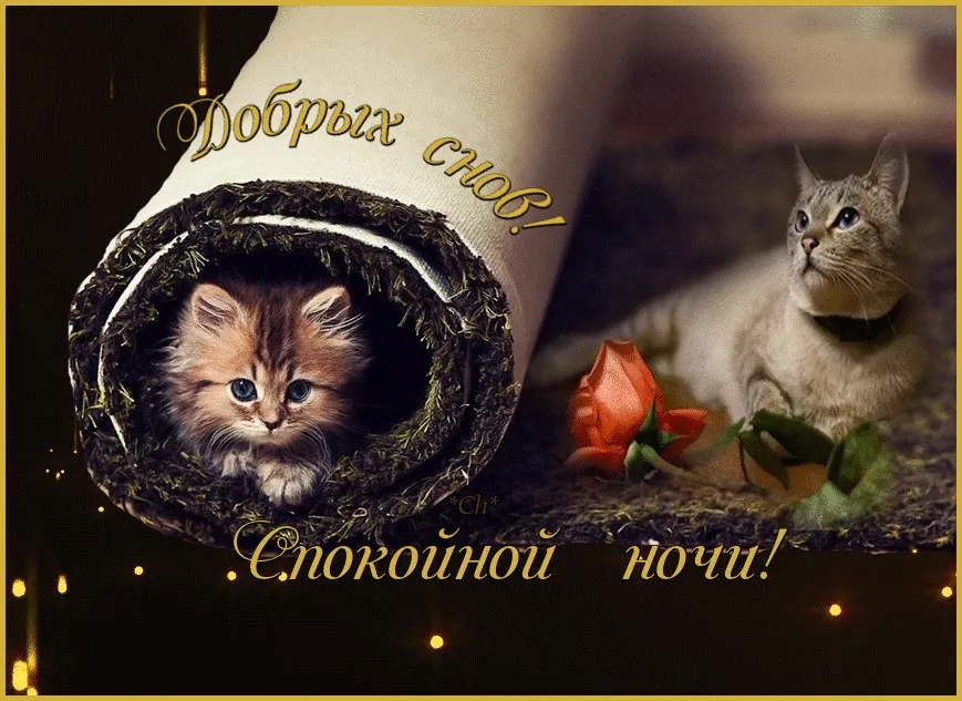 Открытка Спокойной ночи - Спокойной ночи! Мягкие котята и розы. | Красивая открытка #117