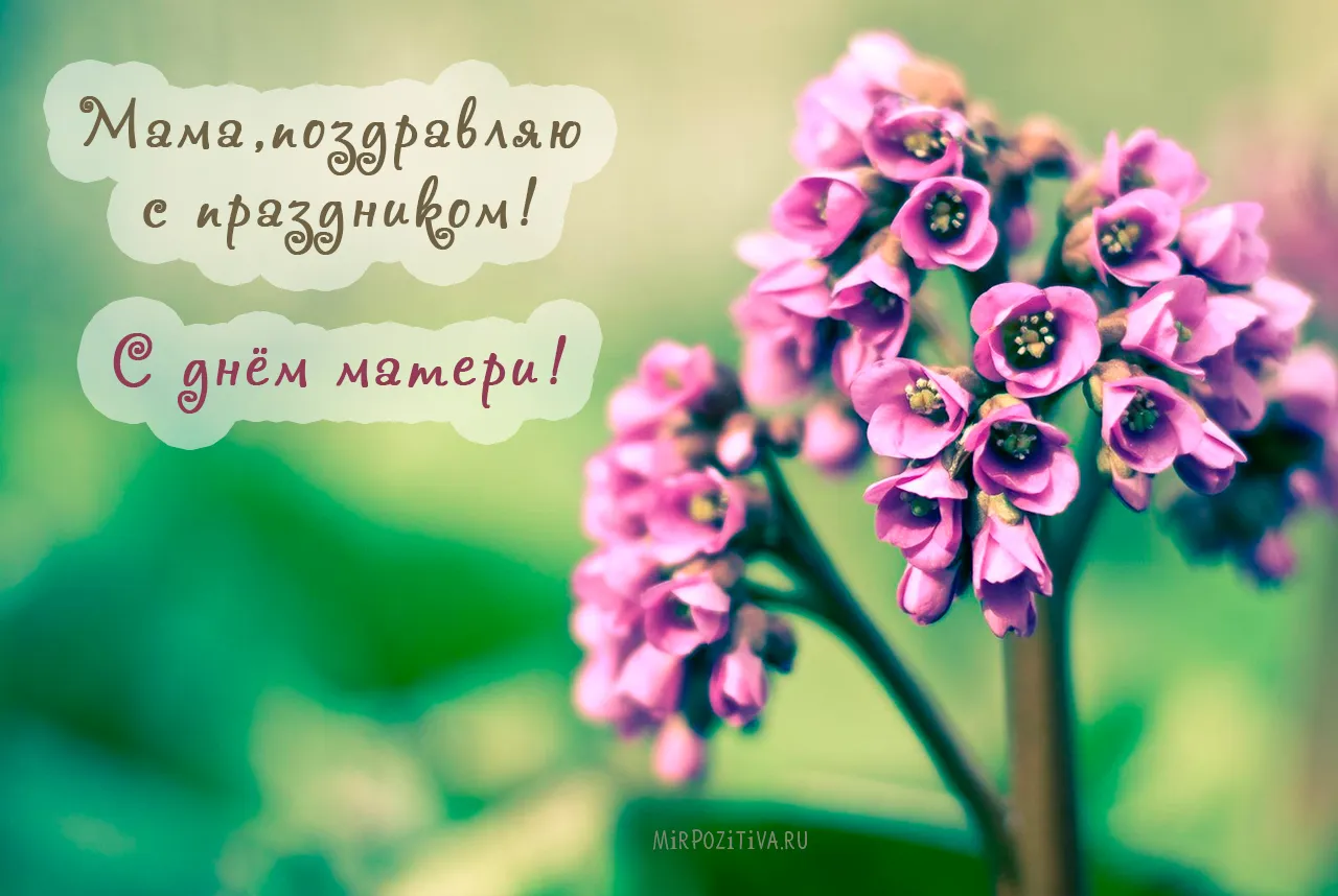 Открытка С днем матери - Розовые цветы на фоне зелени: открытка с нежностью | Красивая открытка #111