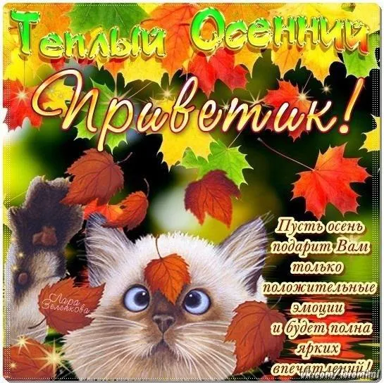 Открытка Первый день осени - Открытка с котиком и осенними листьями | Красивая открытка #25