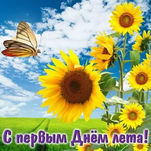 Открытка С первым днём лета - Открытка с подсолнухами и бабочкой | Красивая открытка #47