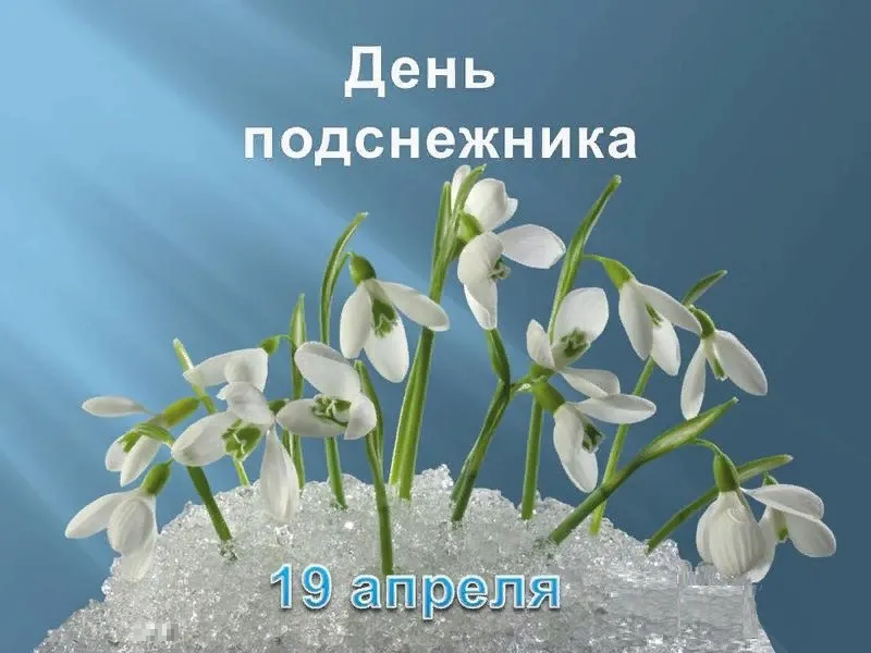 Открытка С днём подснежника - Подснежники: открытка с первыми цветами весны | Красивая открытка #64