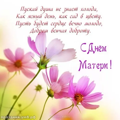 Открытка С днем матери - Открытка с цветами: нежные астры для мамы | Красивая открытка #55