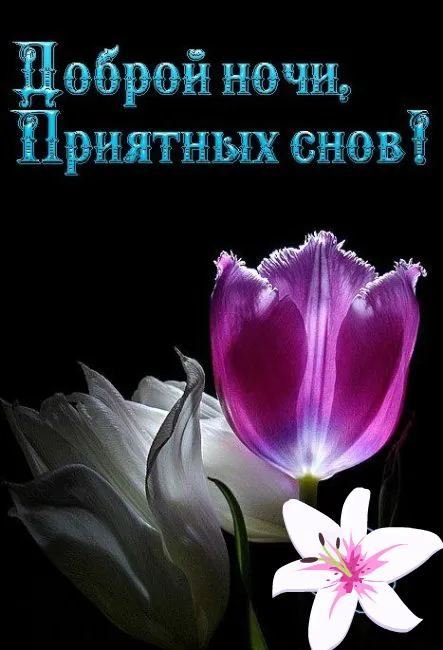 Открытка Доброй ночи - Открытка с лилиями: белая и фиолетовая | Красивая открытка #133