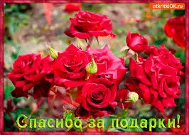 Открытка Благодарность - Открытка с красными розами: спасибо за подарок | Красивая открытка #67