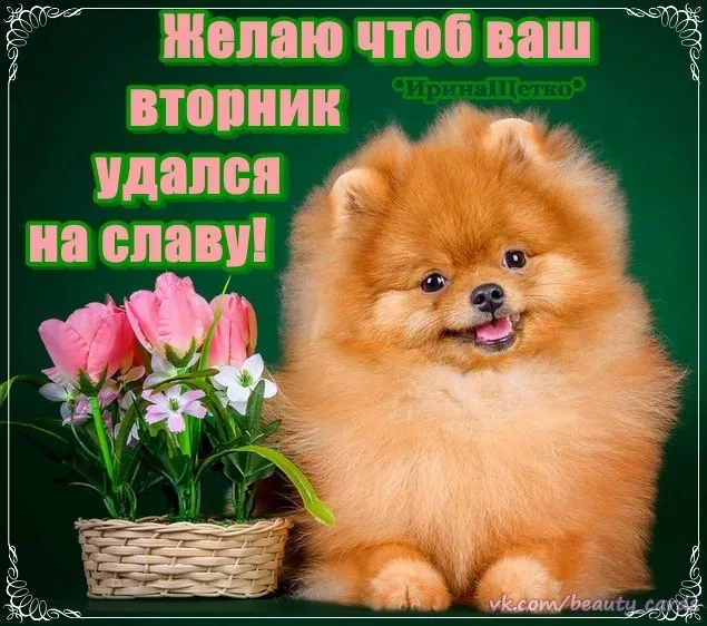 Открытка С вторником - Открытка с щенком и тюльпанами | Красивая открытка #32