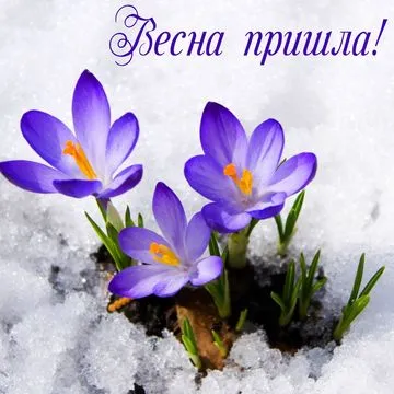 Открытка С первым днём весны - Подснежники на снегу: весенняя открытка | Красивая открытка #8