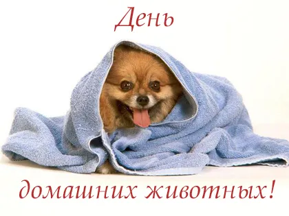 Открытка Открытки на Всемирный день домашних животных - Щенок в полотенце: милая открытка с собакой | Красивая открытка #15
