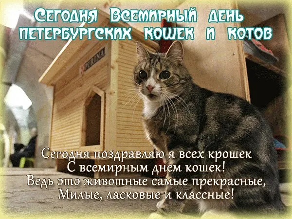 Открытка Всемирный день петербургских котов и кошек - С Днём Котика: Милая Открытка с Красным Домиком | Красивая открытка #1