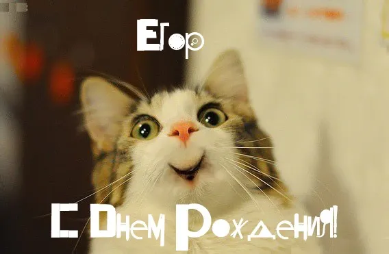 Открытка открытки с именем Егор - С Днём Рождения! Открытка с котом | Красивая открытка #267