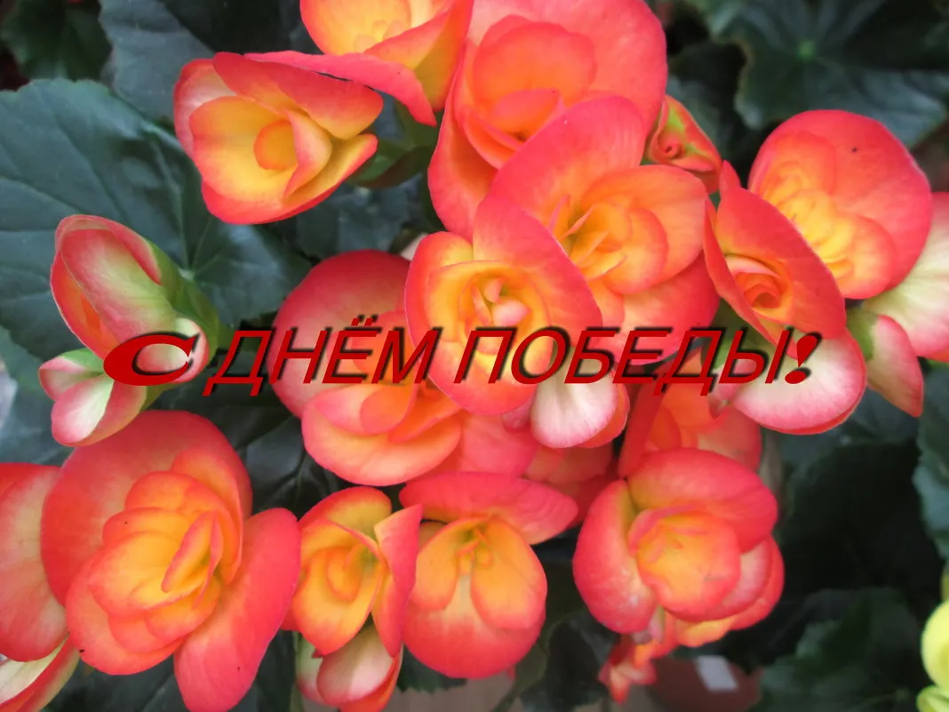 Открытка 9 мая - Бегонии: яркие цветы крупным планом | Красивая открытка #137