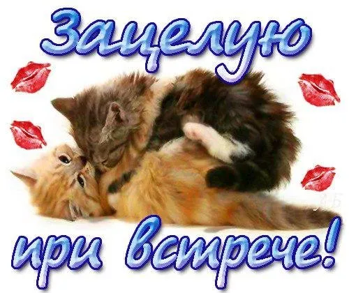 Открытка Я скучаю  - Две кошки обнимаются: милая открытка для близких | Красивая открытка #57
