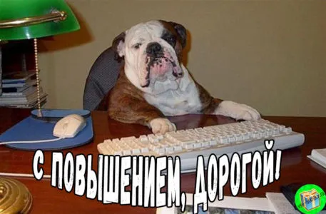 Открытка С повышением - Бульдог за компьютером: смешная открытка | Красивая открытка #13