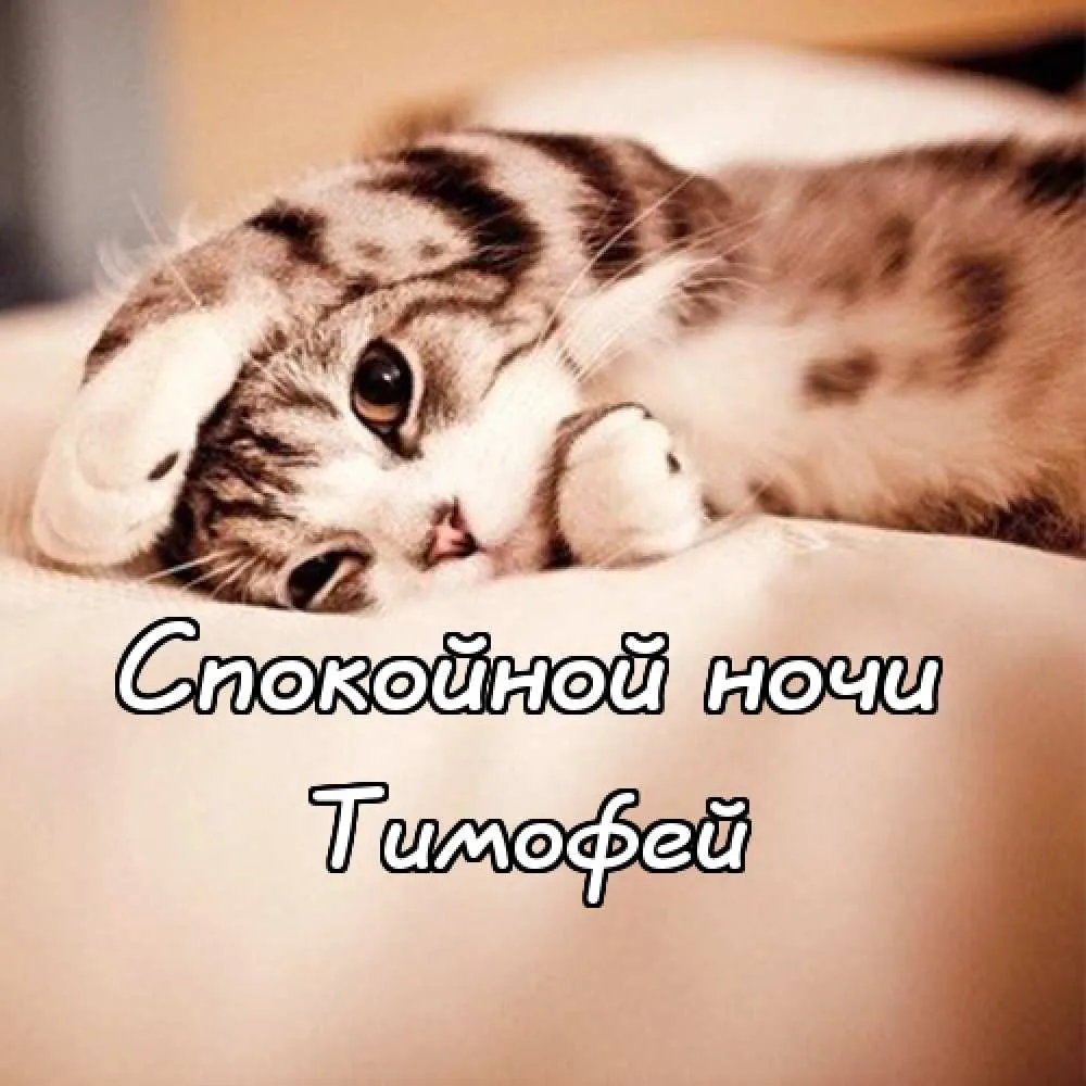 Открытка Открытки с именем Тимофей - Спящий котенок: милая открытка с котенком | Красивая открытка #195