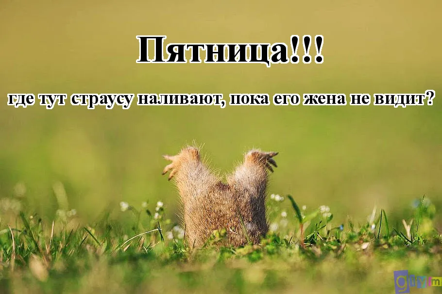 Открытка Пятница - Птица в поле: забавная открытка с природой | Красивая открытка #37