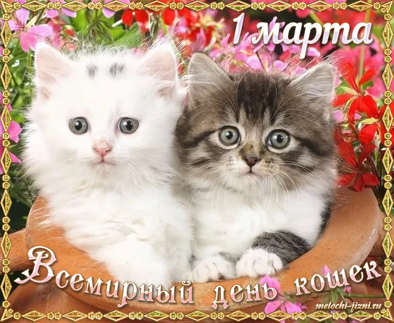 Открытка С Всемирным днём кошек - Два котенка на открытке с цветами. | Красивая открытка #66