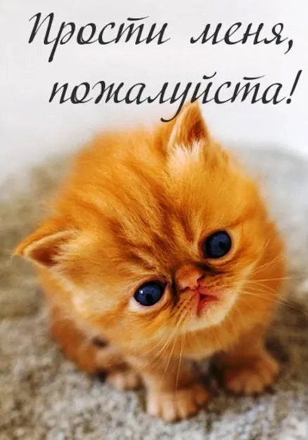 Открытка Прости - Рыжий котёнок: милая открытка с котенком для поздравлений | Красивая открытка #4