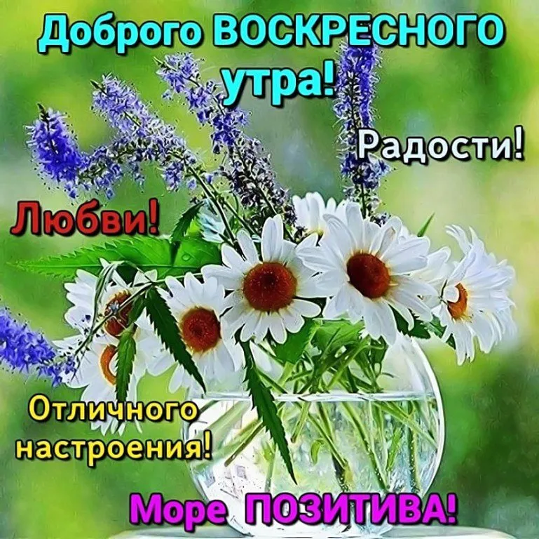 Открытка Доброе утро воскресенье - Заказать открытки с ромашками и васильками  Цветы | Красивая открытка #20