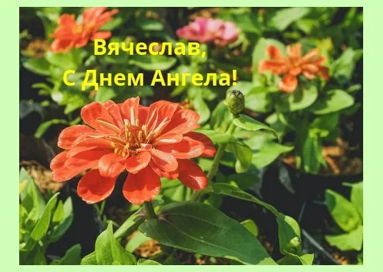 Открытка открытки с именем Вячеслав - Красный цветок: поздравления с праздником | Красивая открытка #130