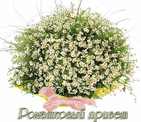 Открытка С ромашками - Букет ромашек: нежные цветы и лента | Красивая открытка #44