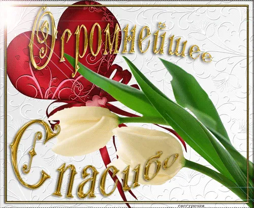 Открытка открытки с благодарностью  - Открытка с белым цветком и надписью | Красивая открытка #172