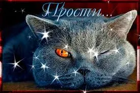 Открытка открытки с извинениями  - Симпатичный голубой кот - открытка с Муркой | Красивая открытка #103
