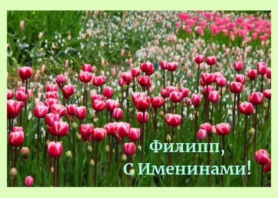 Открытка Открытки с именем Филлип - Поле тюльпанов: поздравления с днем рождения | Красивая открытка #149