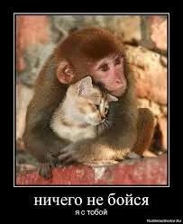 Открытка Открытки я рядом - Обезьяна и котенок: забавная открытка с животными | Красивая открытка #109