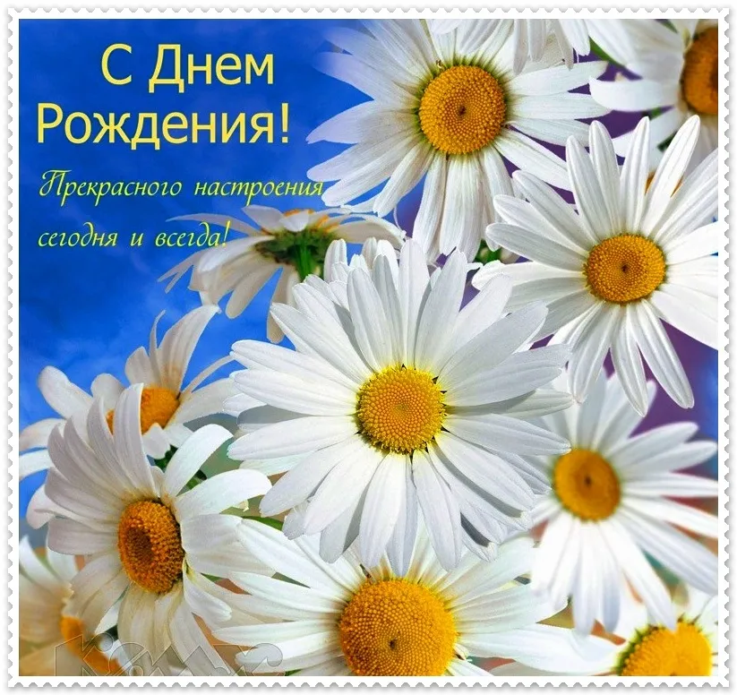 Открытка С ромашками - Открытка с ромашками: нежные цветы на синем фоне | Красивая открытка #13