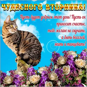 Открытка С вторником - Открытка с котиком и цветами | Красивая открытка #45