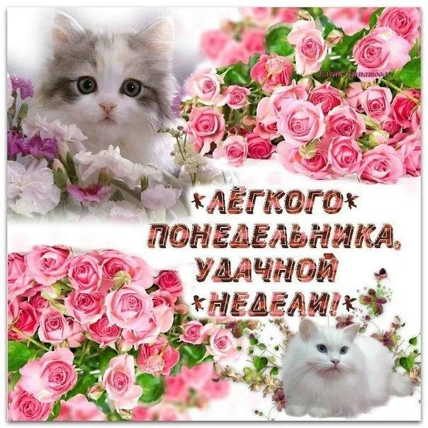 Открытка Дни недели - Открытка: Котенок и розовые розы | Красивая открытка #78