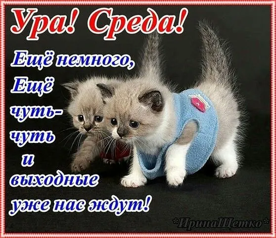 Открытка Доброе утро среда - Открытка с котятами в свитерах | Красивая открытка #10