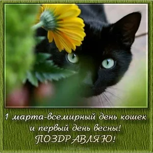 Открытка С Всемирным днём кошек - Чёрный кот с цветком. Открытка 1 марта. | Красивая открытка #61