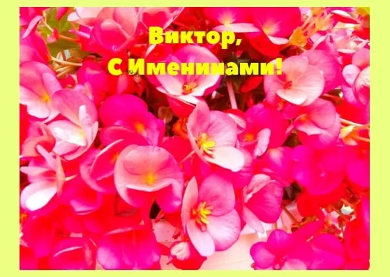 Открытка открытки с именем Виктор - Розовые цветы: открытки, поздравления, букет | Красивая открытка #185
