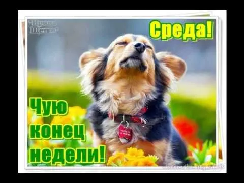 Открытка Открытки на среду - Собака на фоне цветов: открытка «Среда» | Красивая открытка #28