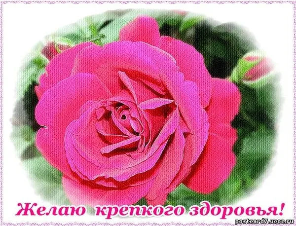 Открытка Крепкого здоровья - Розовая роза: открытка с цветами и пожеланиями | Красивая открытка #28
