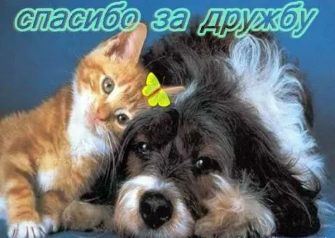 Открытка Спасибо за дружбу - Котенок и собака: милая открытка с животными | Красивая открытка #14