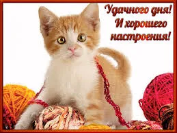 Открытка Открытки желаю удачи - Кот с клубками пряжи: открытка с милым котенком | Красивая открытка #153