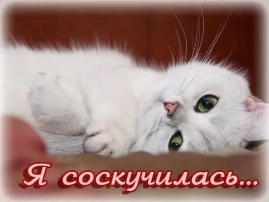 Открытка Я скучаю  - Белый котенок: милая открытка с котенком | Красивая открытка #19