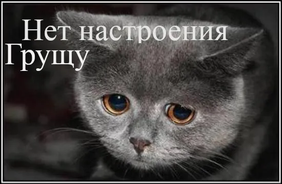 Открытка нет настроения - Фотография серого котенка. | Красивая открытка #13