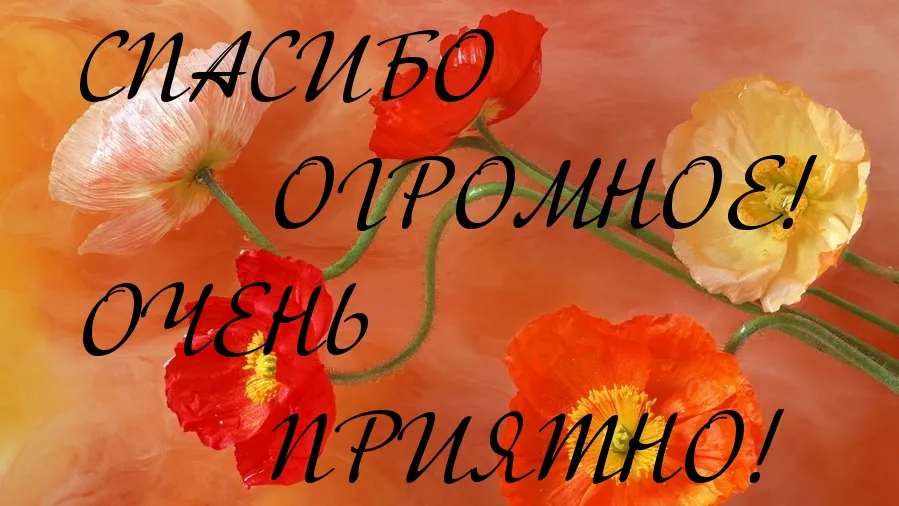 Открытка Спасибо - Открытка с маками: красные и желтые цветы | Красивая открытка #175